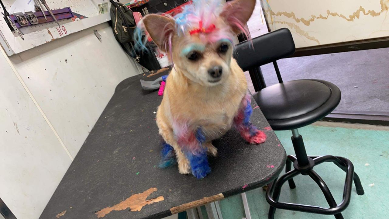 Pet Design Inc. Westminster, CO