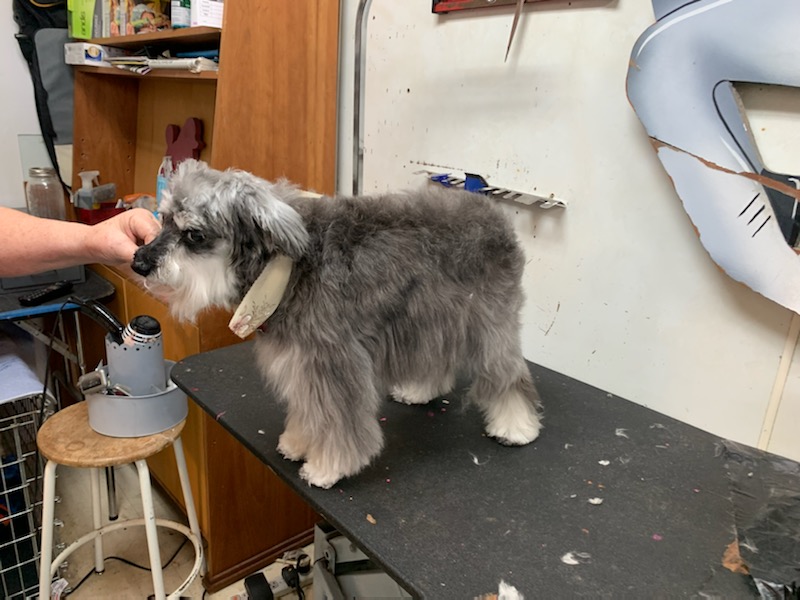 Pet Design Inc. Westminster, CO