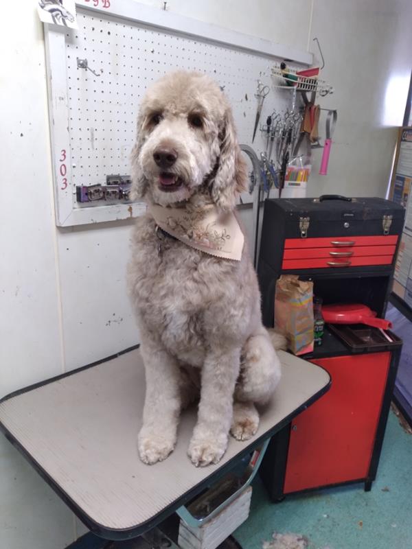 Pet Design Inc. Westminster, CO