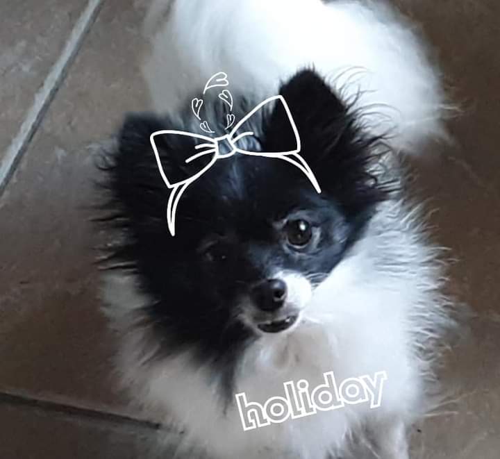 Pet Design Inc. Westminster, CO