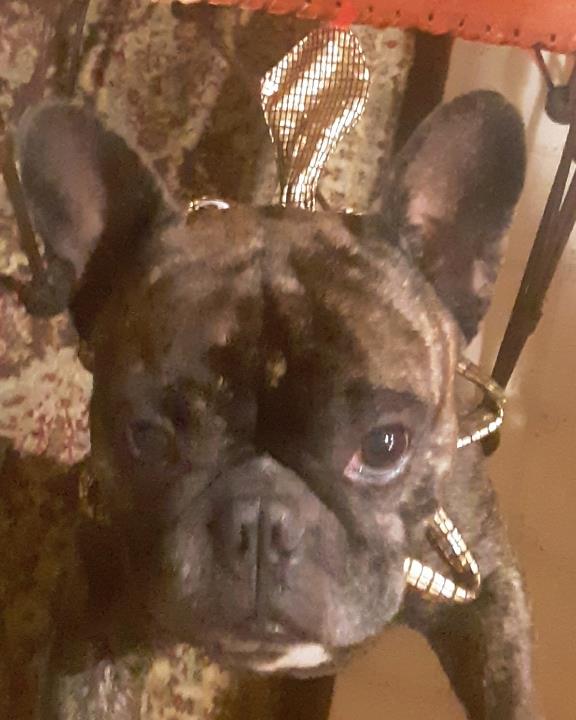 Pet Design Inc. Westminster, CO