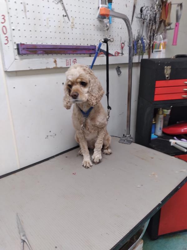 Pet Design Inc. Westminster, CO