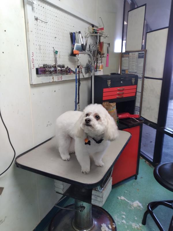 Pet Design Inc. Westminster, CO